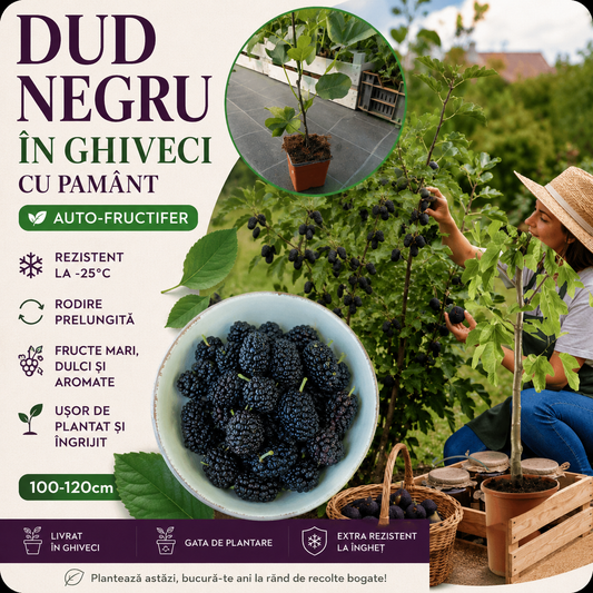 DUD NEGRU ÎN GHIVECI CU PAMÂNT AUTO-FRUCTIFER - Rodire Prelungită, Rezistent la -25°C ,100-120cm