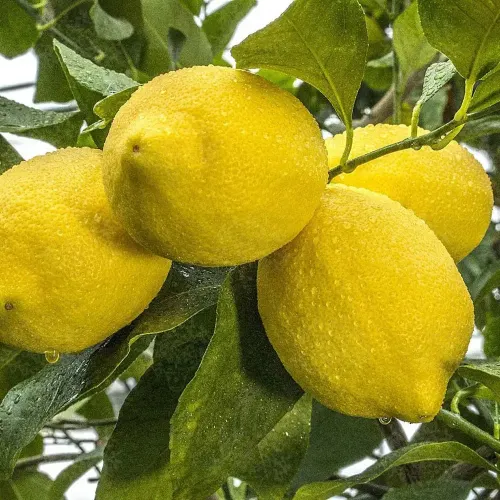 Limetier Tahiti Verde Vită