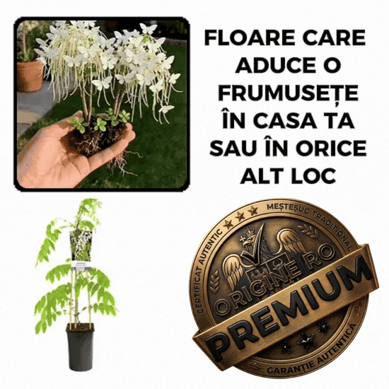 Glicina Albă Curte de Poveste