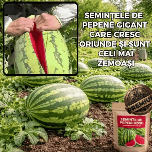 MegaMelon Pepeni Uriași