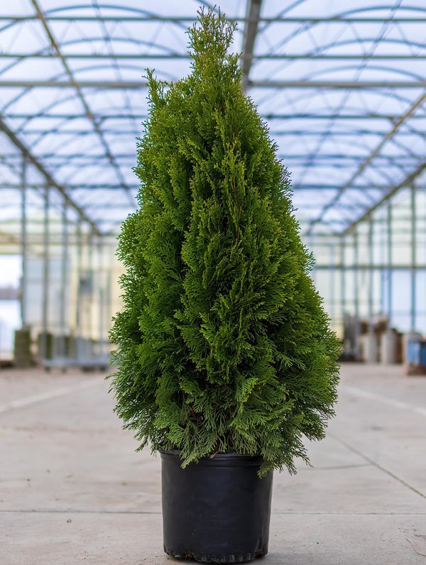 Smaragd Thuja Gard Verde