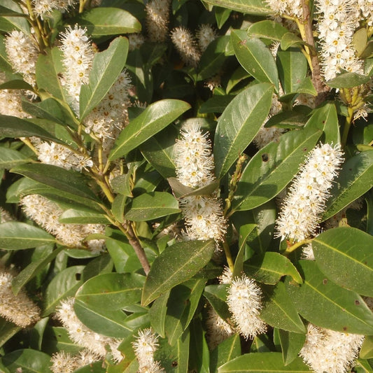 Prunus laurocerasus