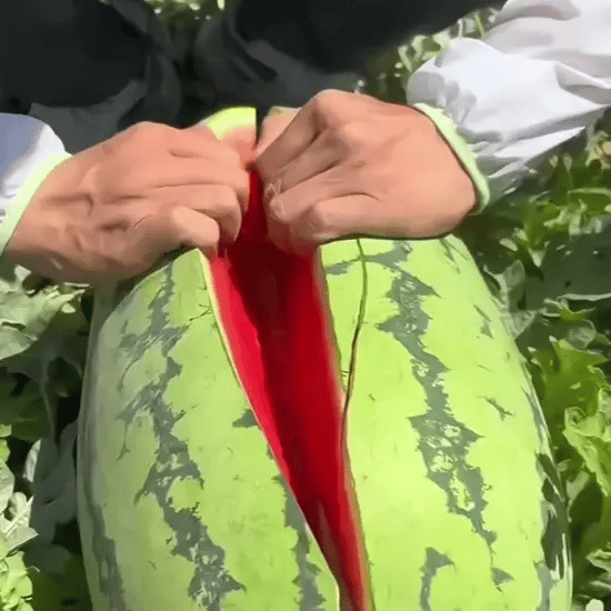 MegaMelon Pepeni Uriași