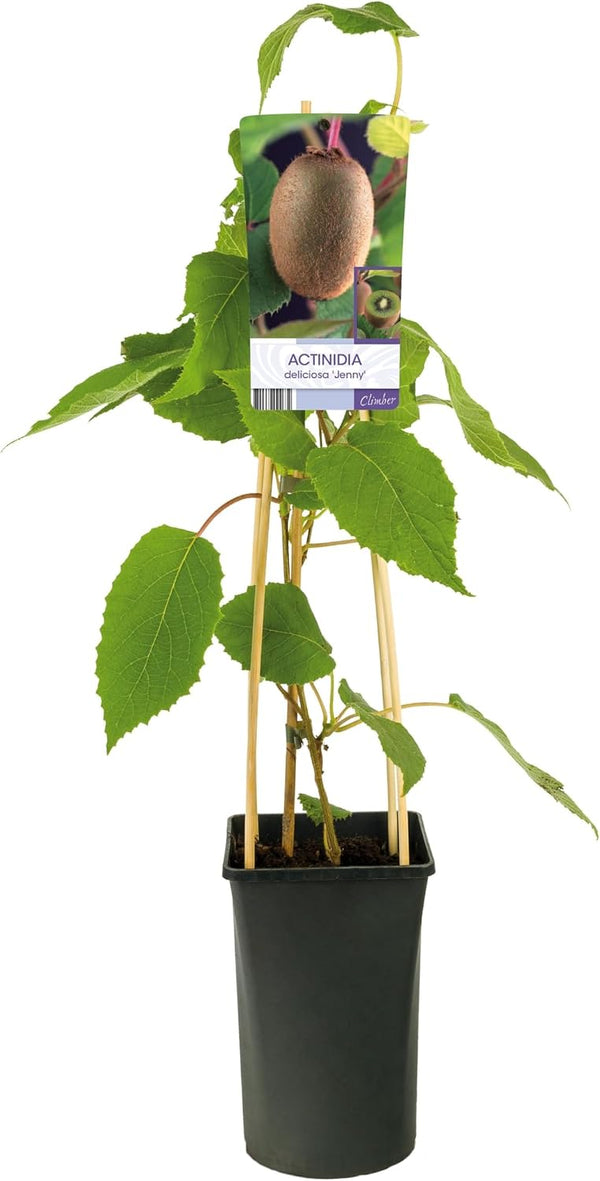 Kiwi Jenny Mini Gust și Recoltă
