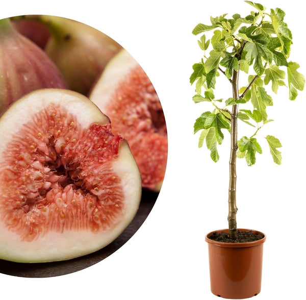 Ficus Carica Bornholm pentru grădină